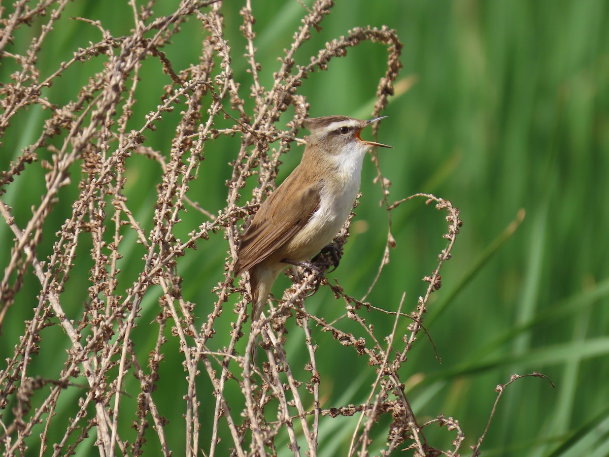 Moustached Warbler - ML635713801