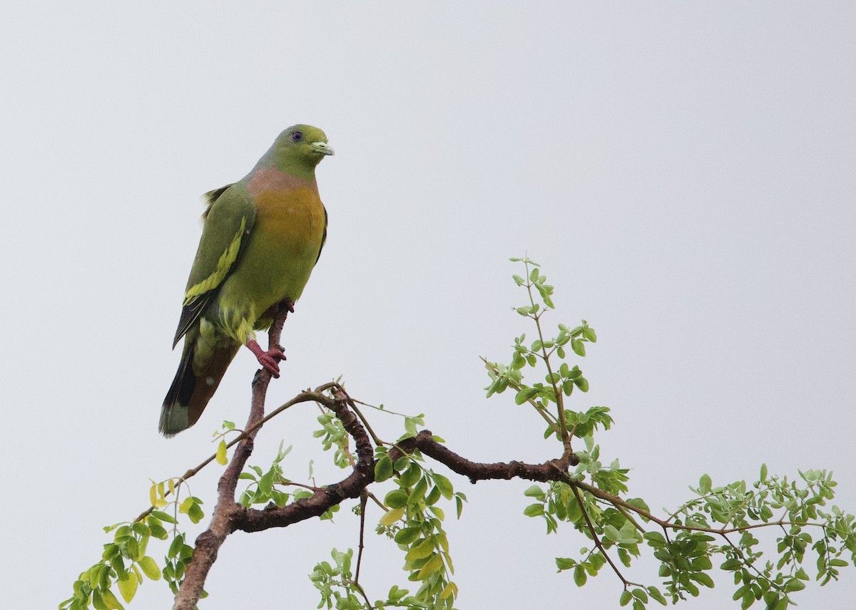 Orange-breasted Green-Pigeon - ML635713854