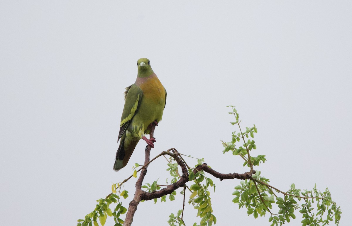 Orange-breasted Green-Pigeon - ML635713872