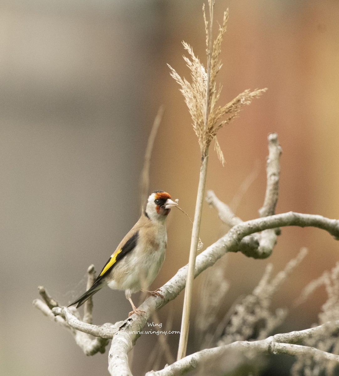 European Goldfinch - ML635713915