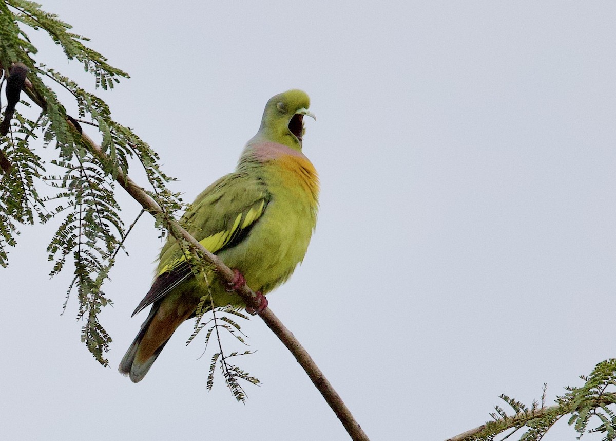Orange-breasted Green-Pigeon - ML635713922