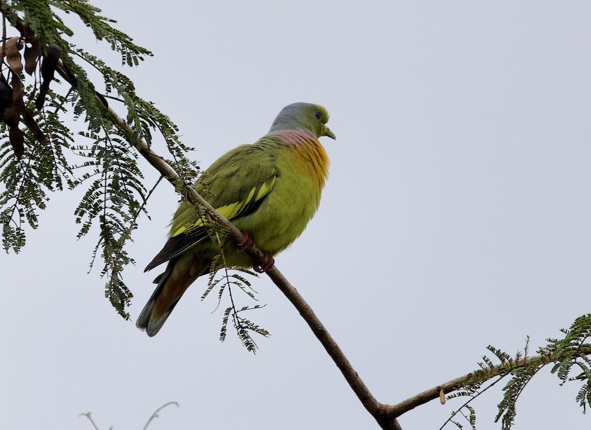 Orange-breasted Green-Pigeon - ML635713928