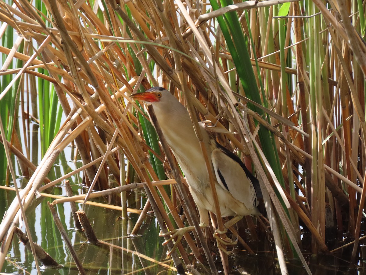 Little Bittern (Little) - ML635713967