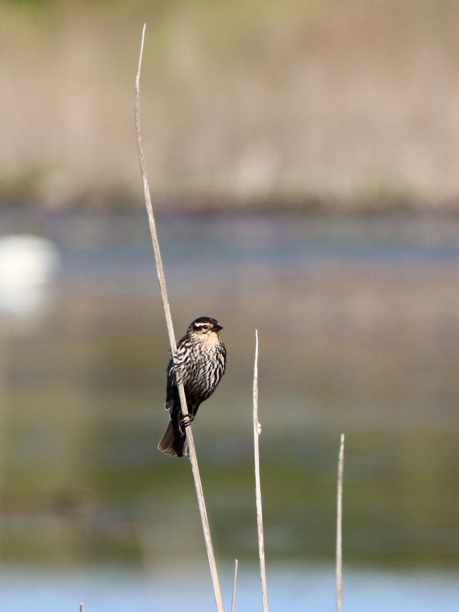 vlhovec červenokřídlý - ML635713977