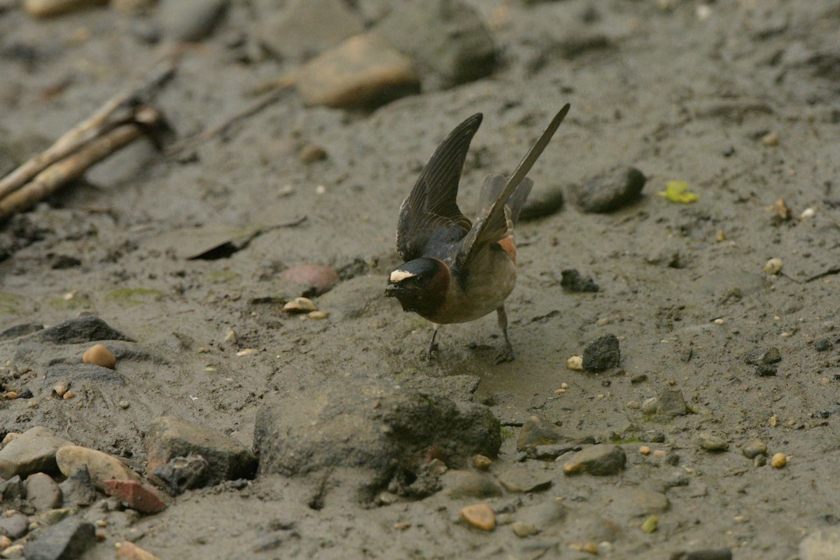 Cliff Swallow - ML635714000