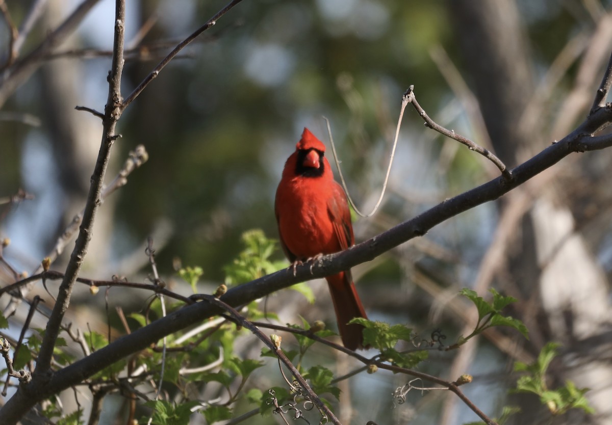 Northern Cardinal - ML635714002