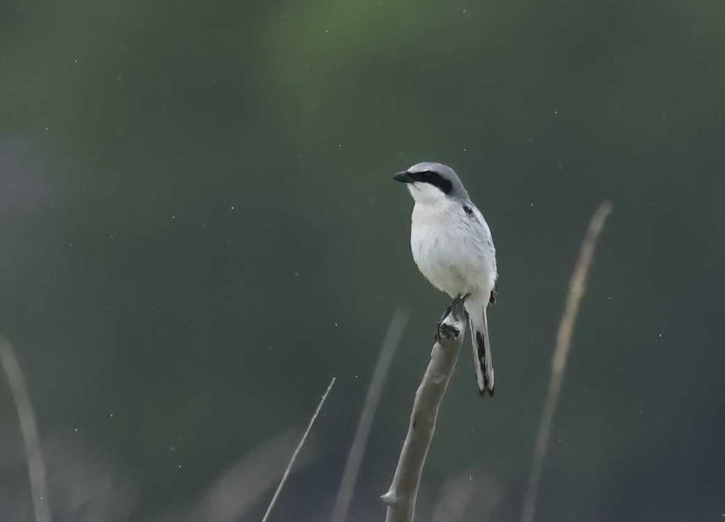 Loggerhead Shrike - ML635714013