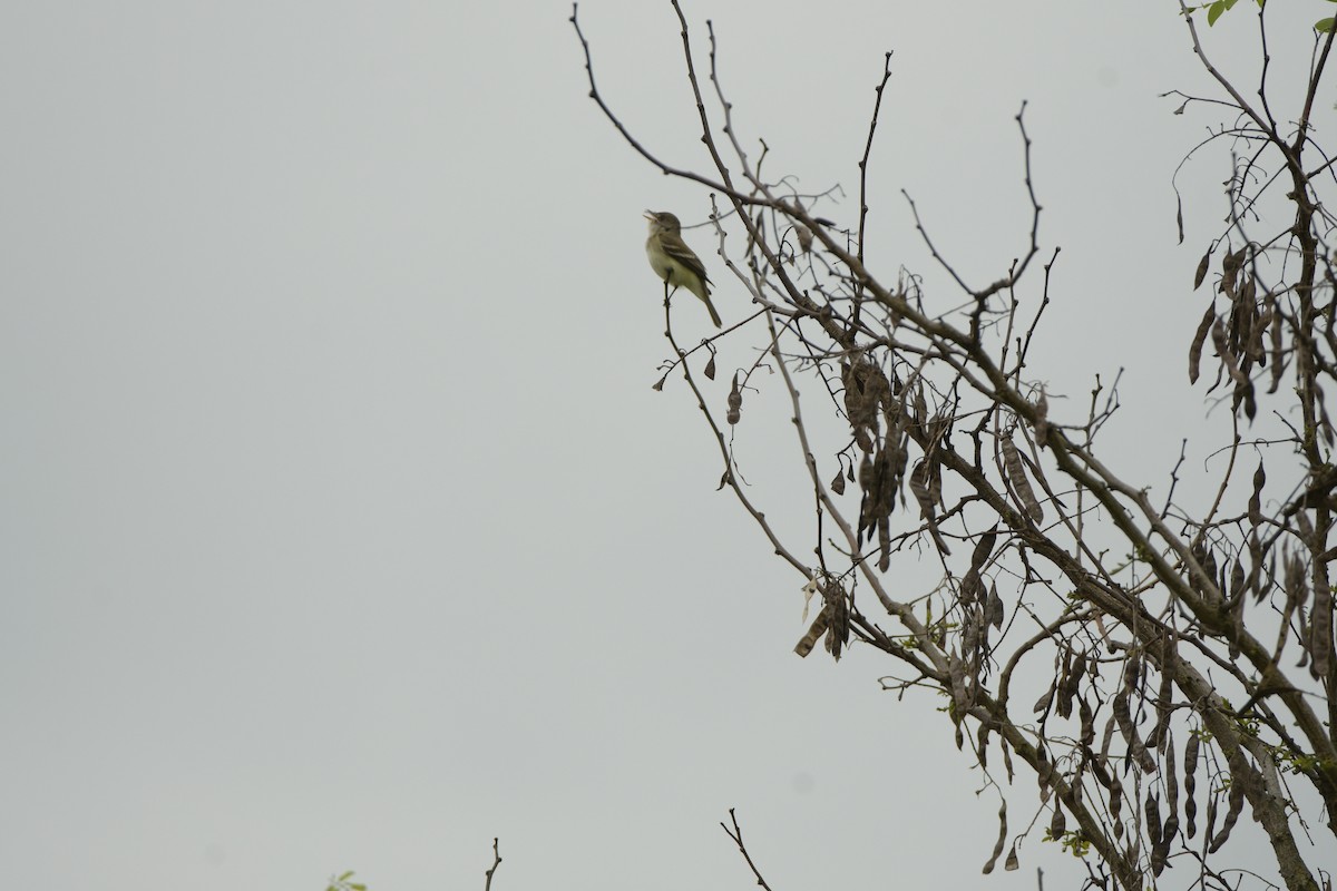 Willow Flycatcher - ML635714017