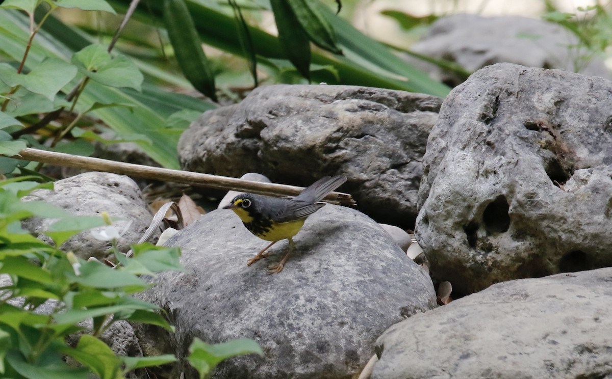 Paruline du Canada - ML635714051