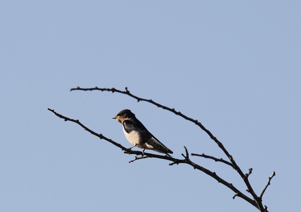 Hirondelle rustique - ML635714071