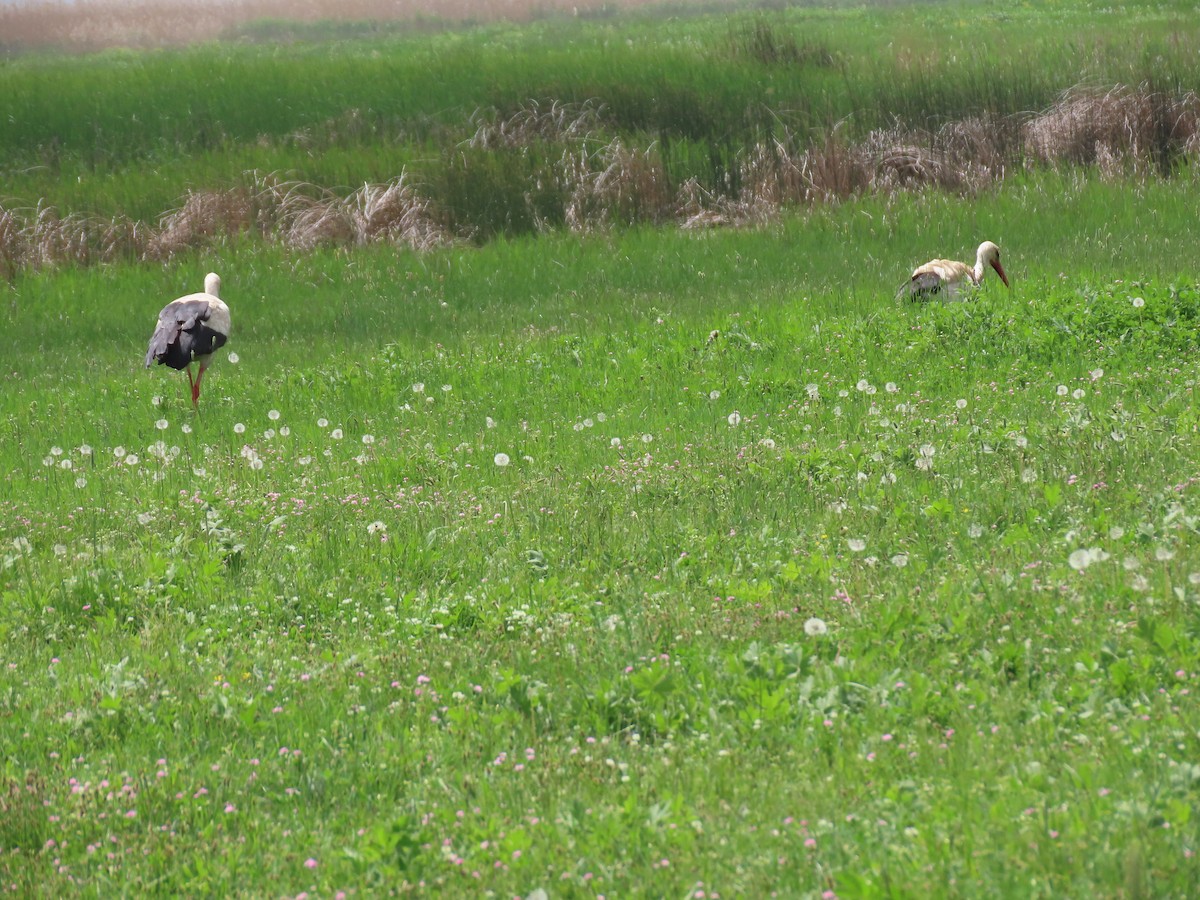 White Stork - ML635714079