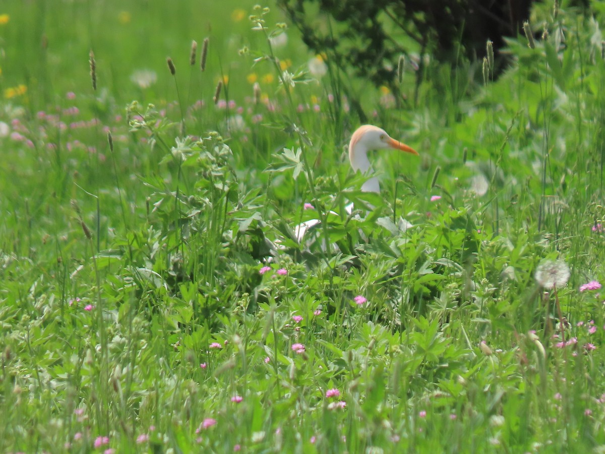 Western Cattle-Egret - ML635714105