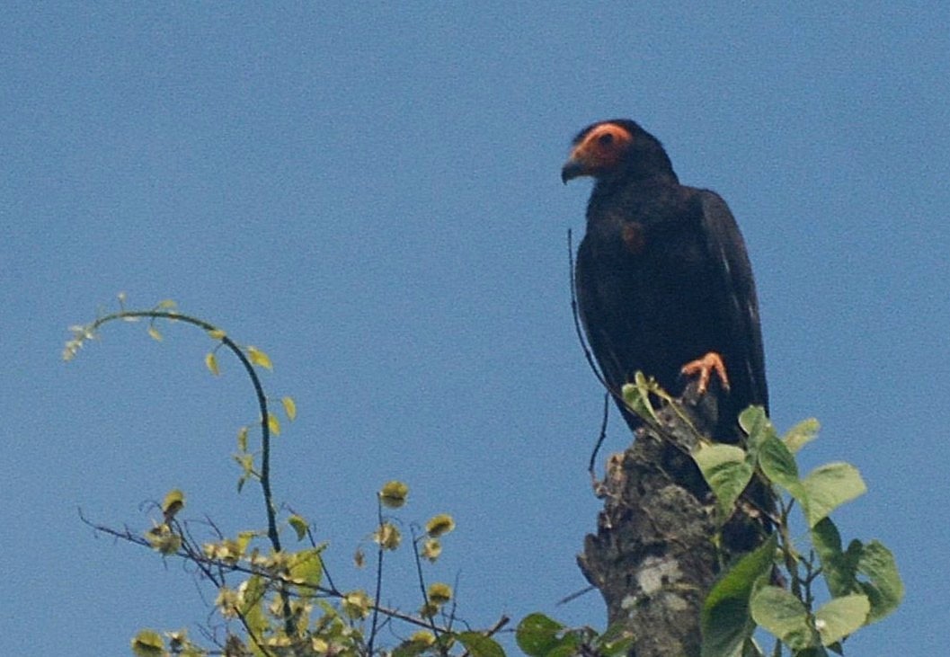 Black Caracara - ML635714145