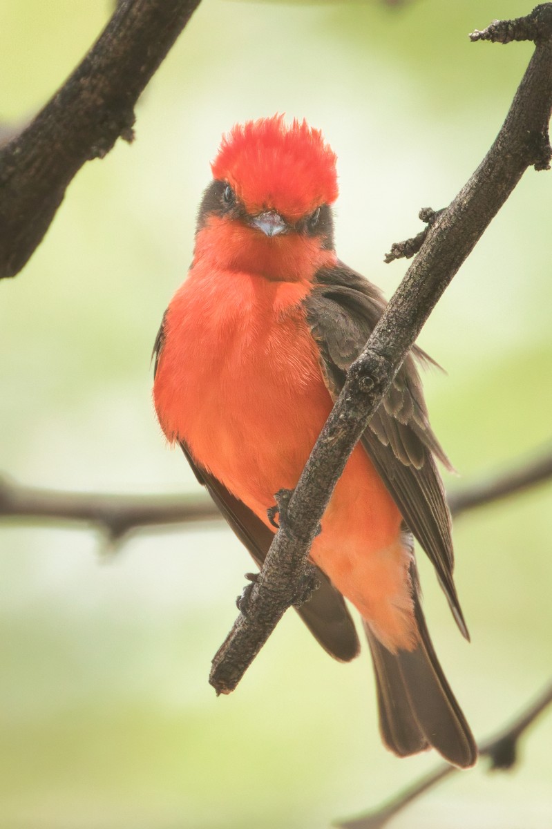 Vermilion Flycatcher - ML635714188