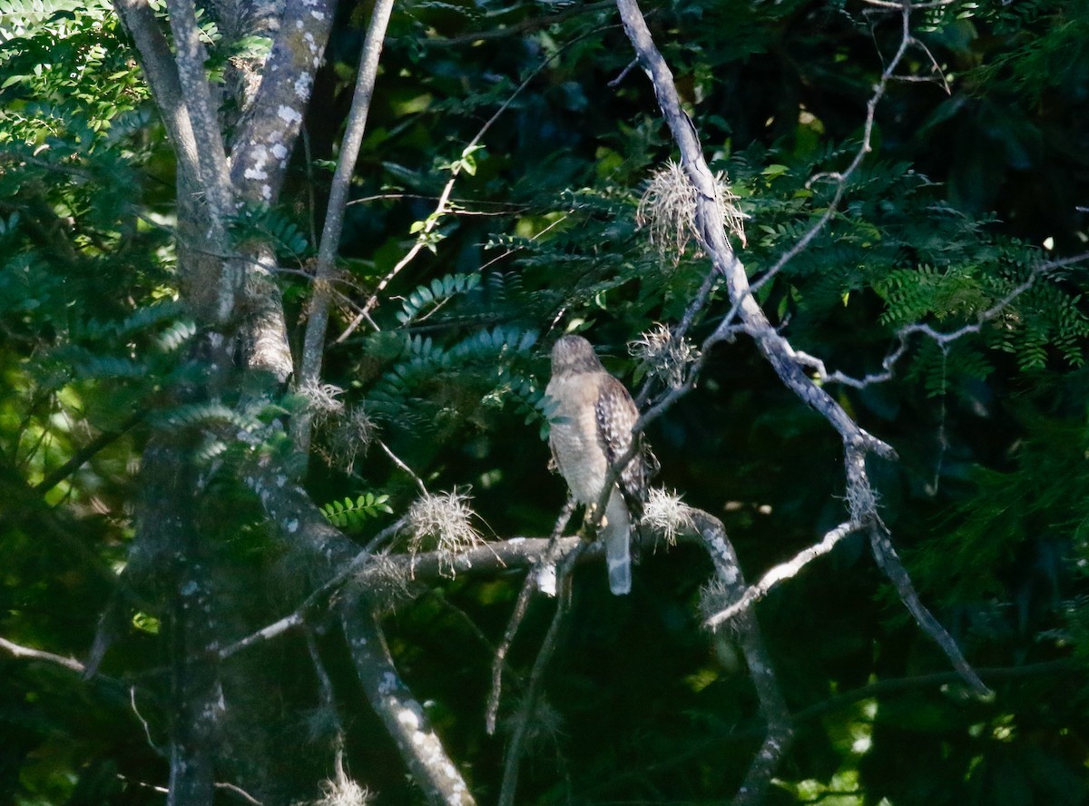 Buse à épaulettes - ML635714193