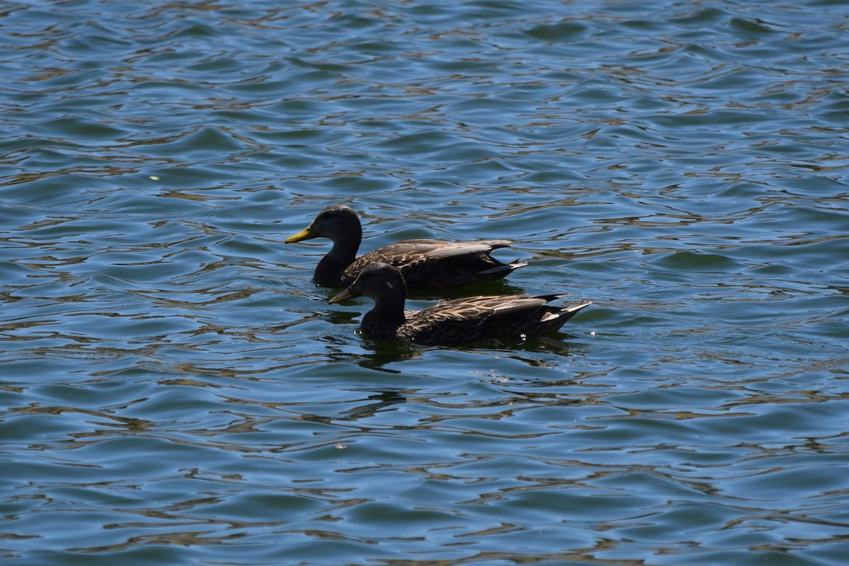 Mallard x Mexican Duck (hybrid) - ML635714218