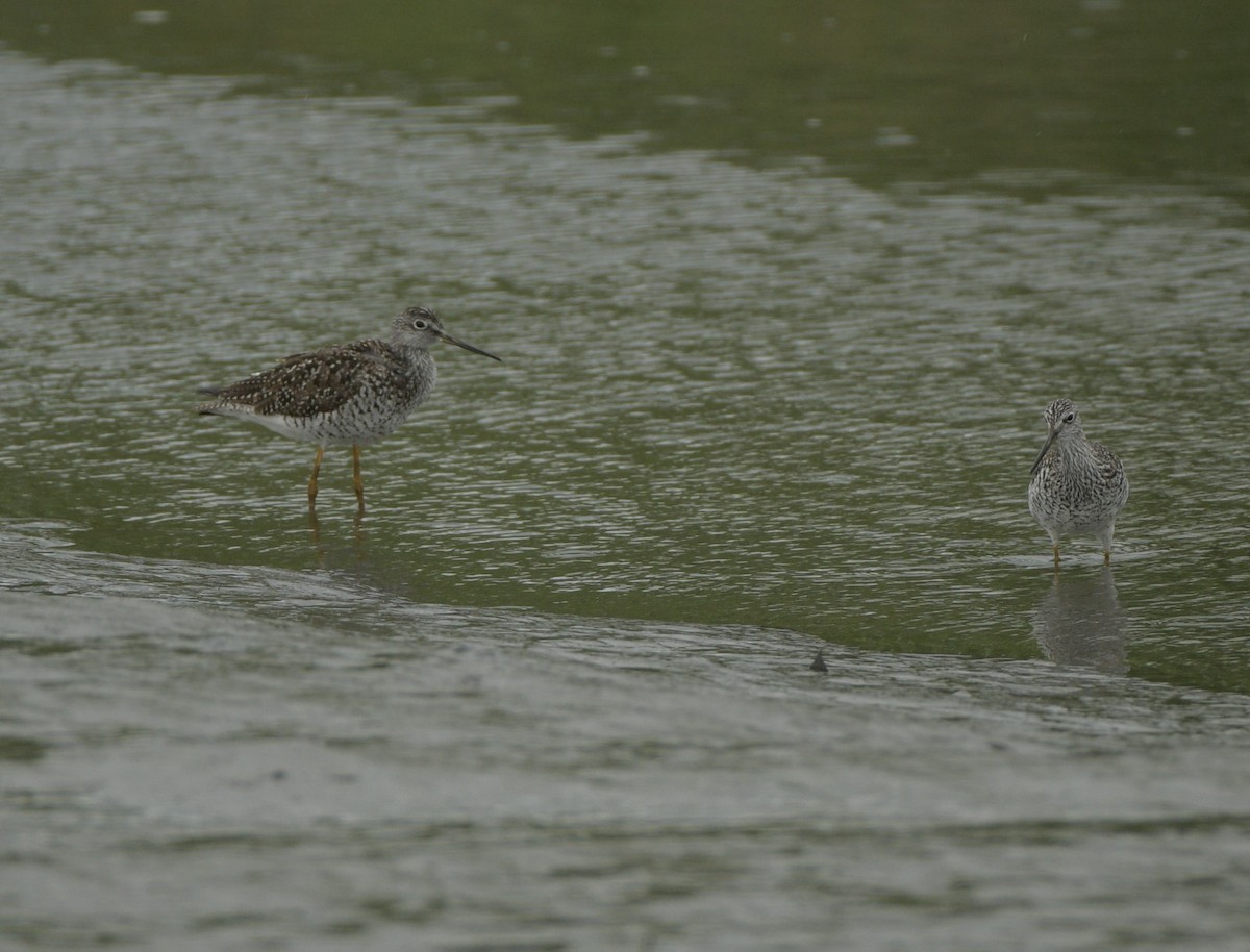Greater Yellowlegs - ML635714219