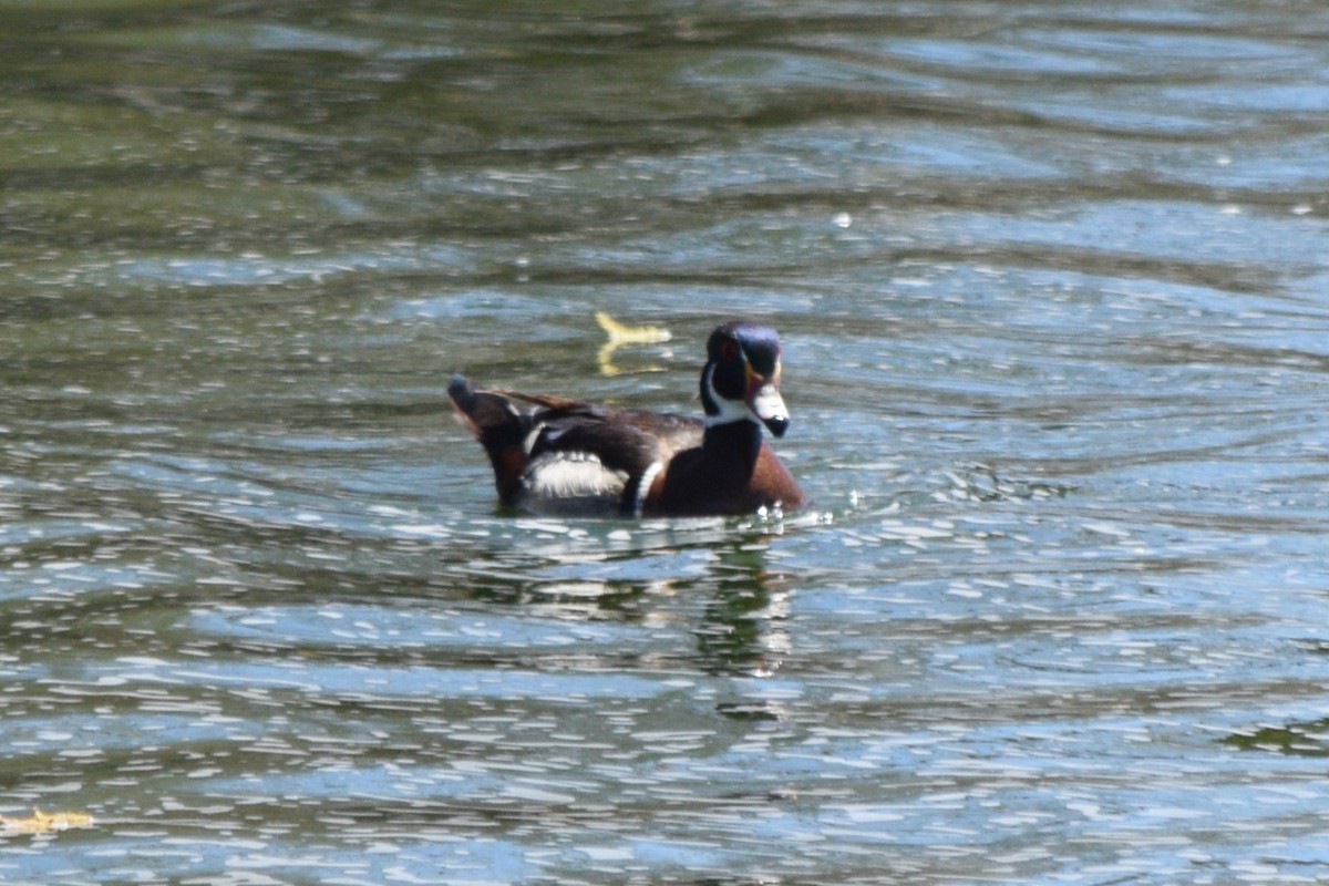 Pato Joyuyo - ML635714274