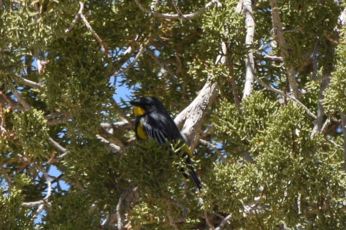 Yellow-rumped Warbler (Audubon's) - ML635714398