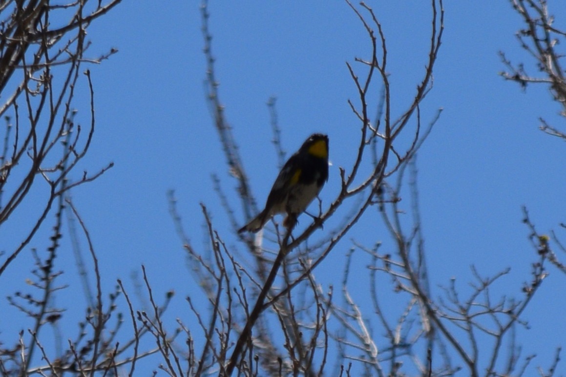 Yellow-rumped Warbler (Audubon's) - ML635714416