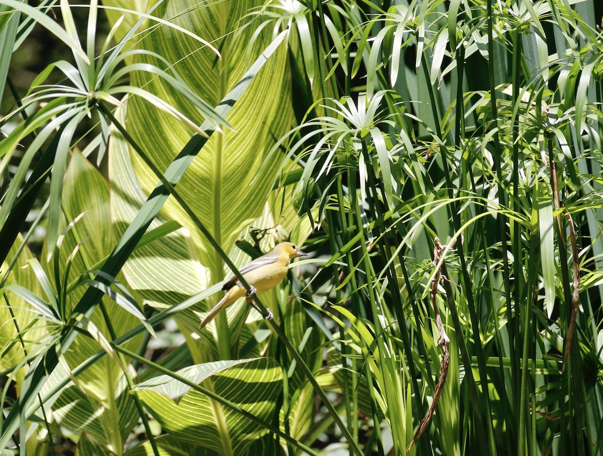 Oriole des vergers - ML635714417