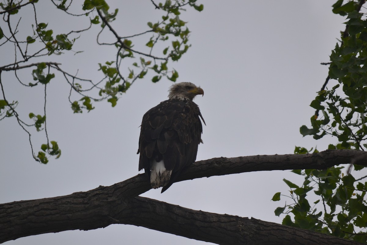Bald Eagle - ML635714433