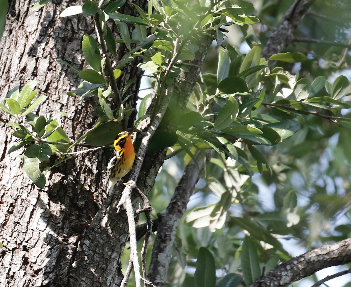 Paruline à gorge orangée - ML635714504