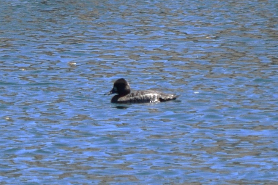 Lesser Scaup - ML635714507
