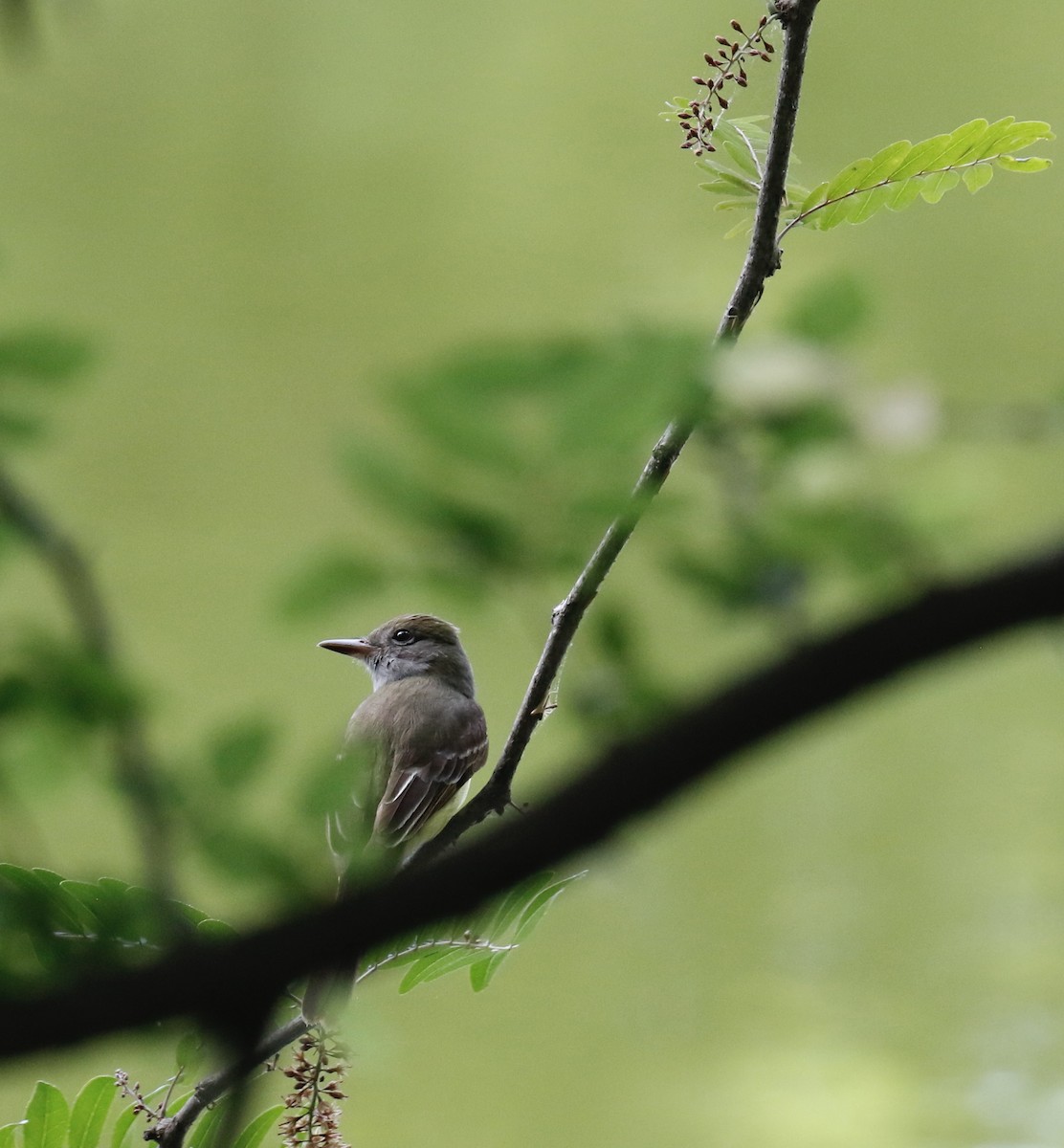 Tyran huppé - ML635714523