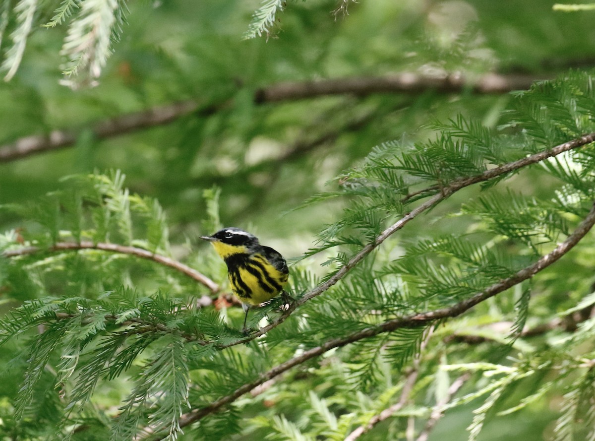 Paruline à tête cendrée - ML635714535