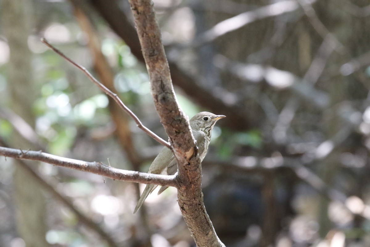 Grive à joues grises - ML635714573