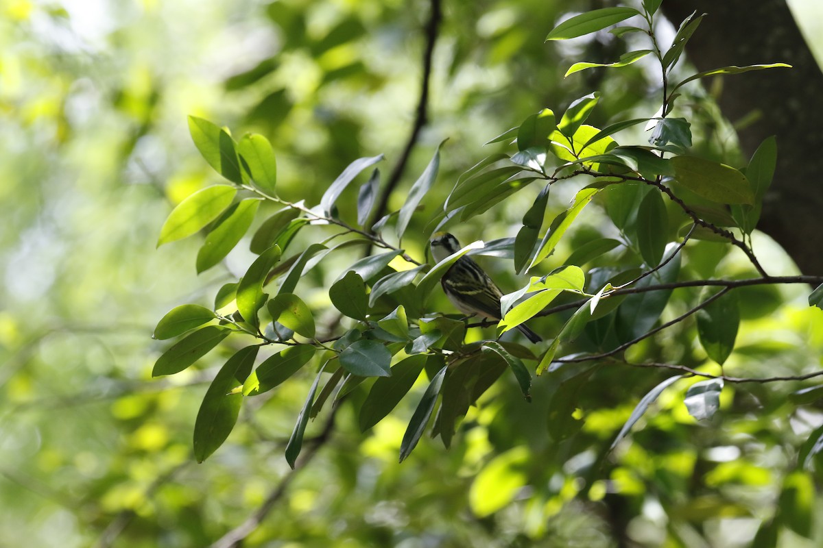 Paruline à flancs marron - ML635714607