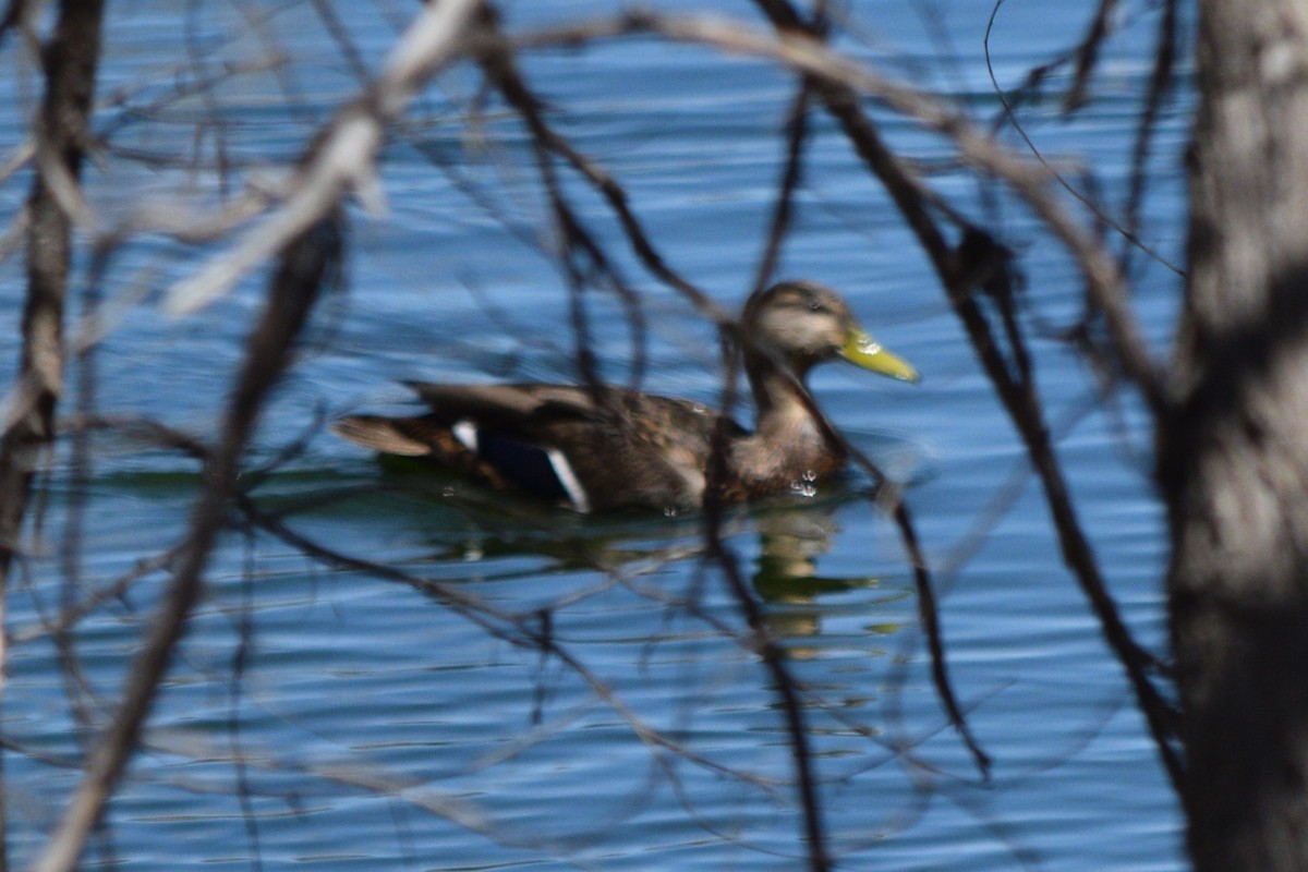 Mallard/Mexican Duck - ML635714614