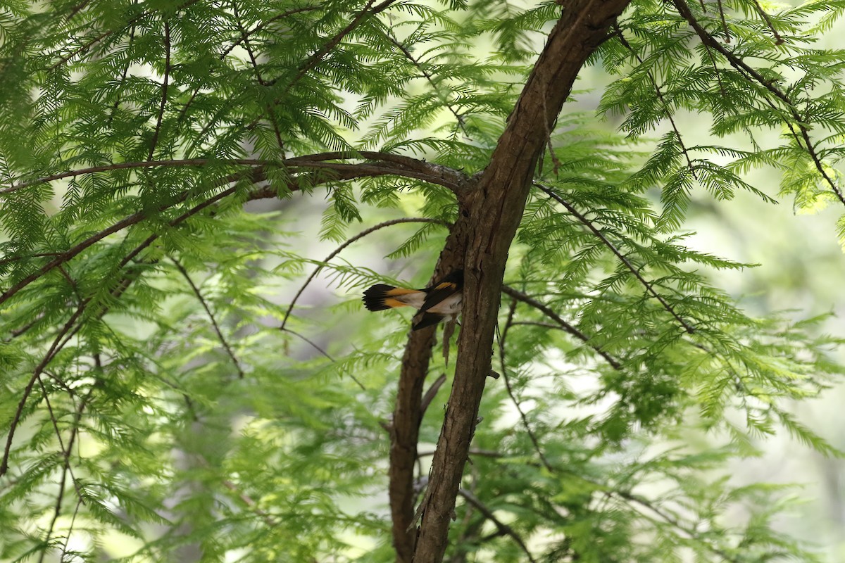 Paruline flamboyante - ML635714619