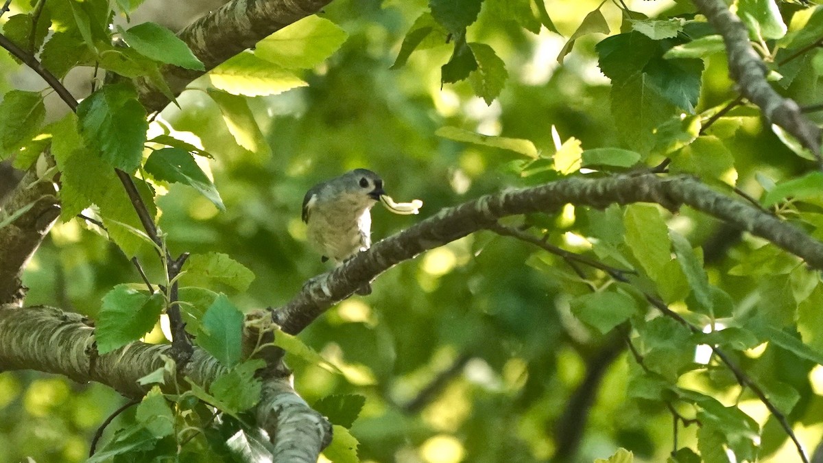 Tufted Titmouse - ML635714627