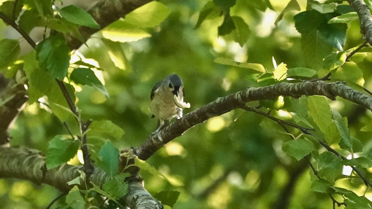 Tufted Titmouse - ML635714633