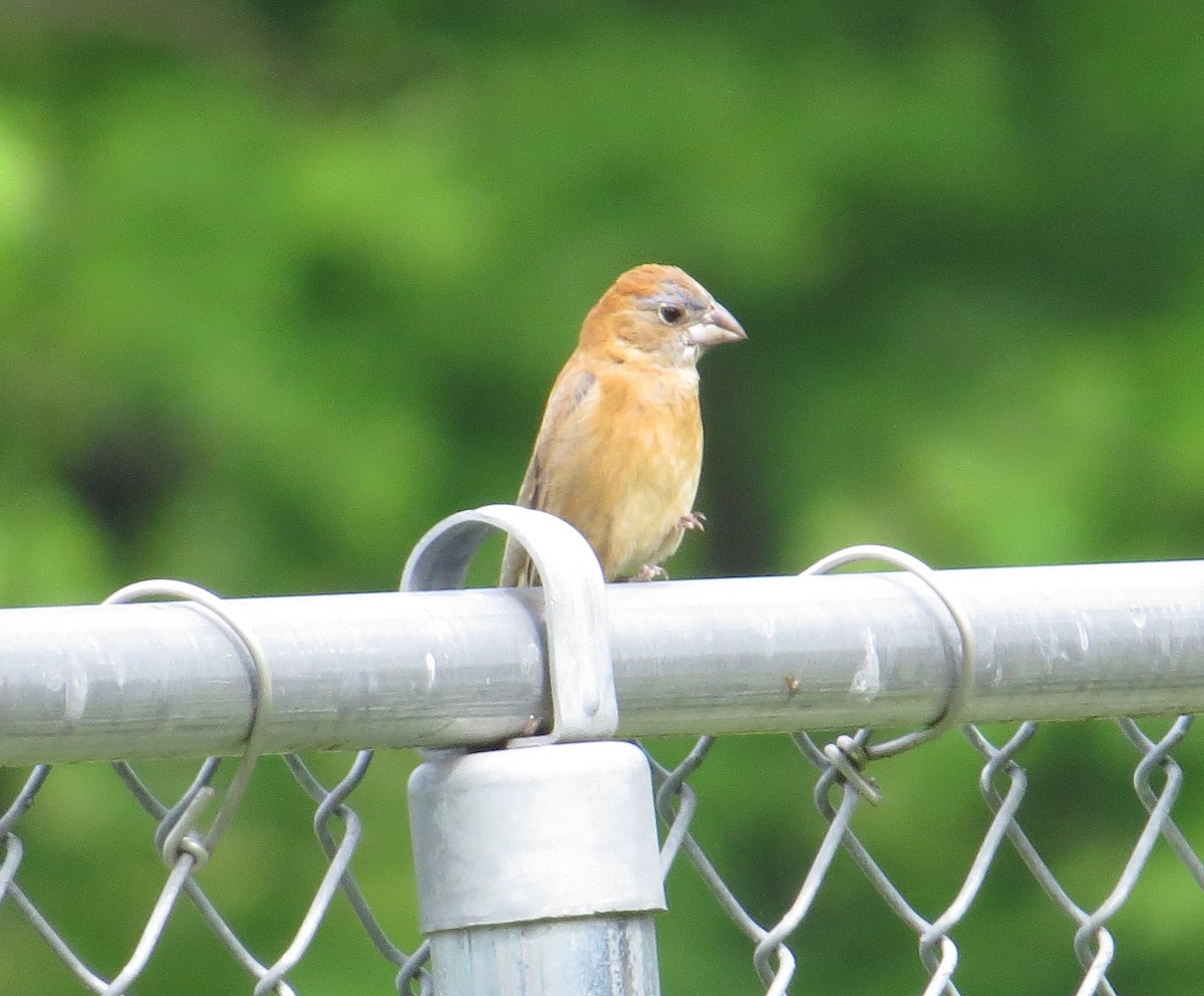 Blue Grosbeak - ML635714636