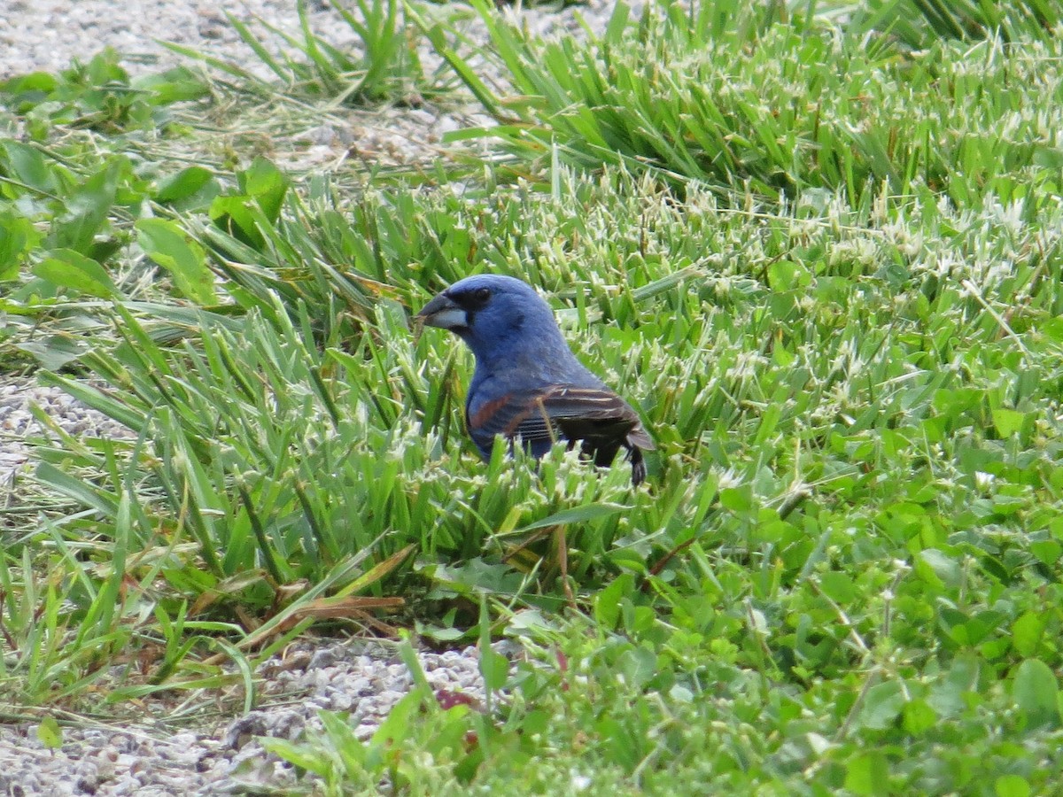 Blue Grosbeak - ML635714637
