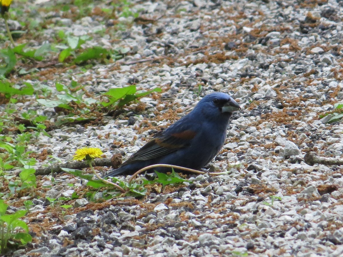 Blue Grosbeak - ML635714639