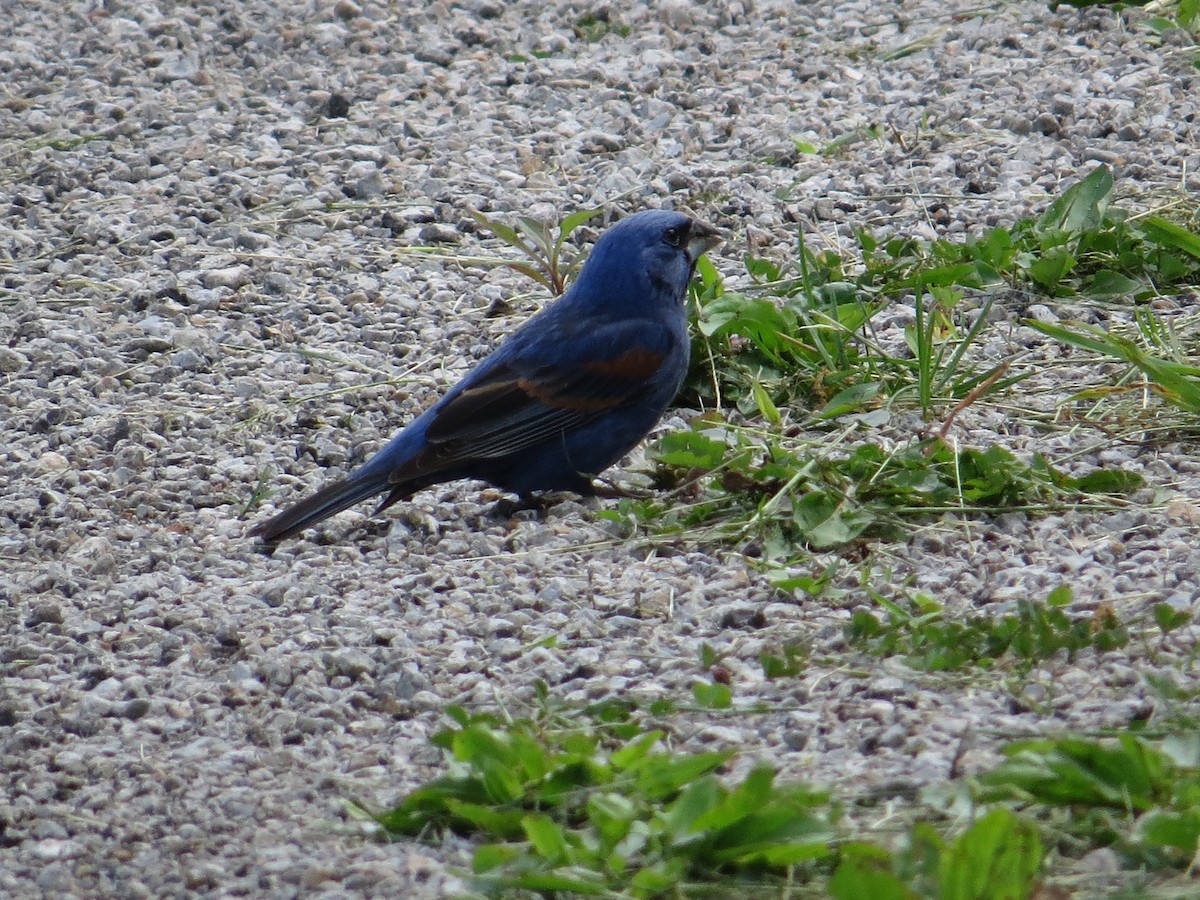 Blue Grosbeak - ML635714640