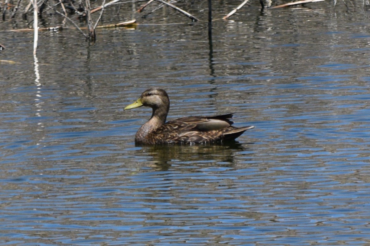 Mallard/Mexican Duck - ML635714642