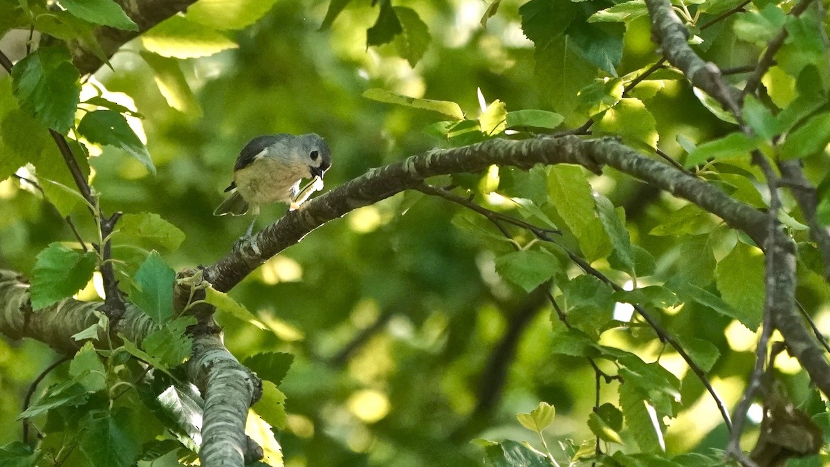 Tufted Titmouse - ML635714646