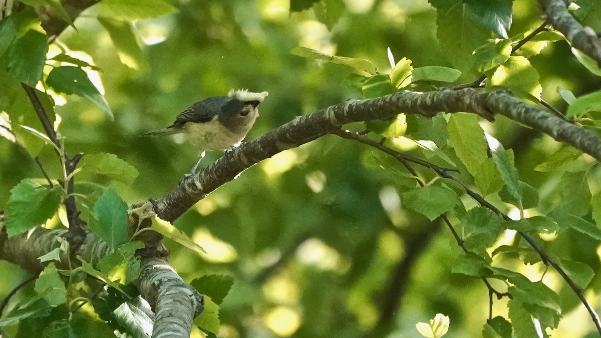 Tufted Titmouse - ML635714649