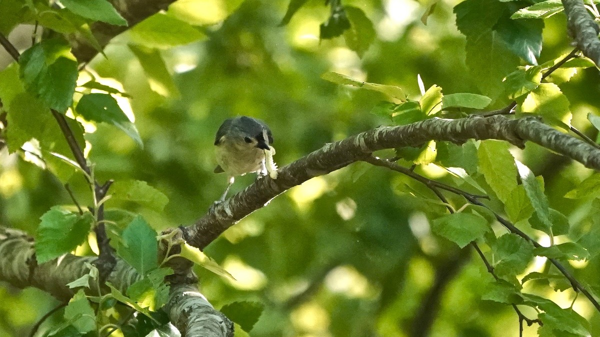 Tufted Titmouse - ML635714659