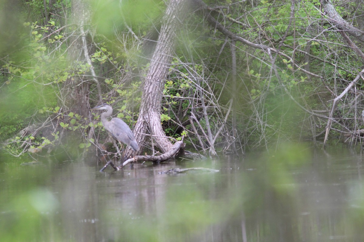 Great Blue Heron - ML635714661