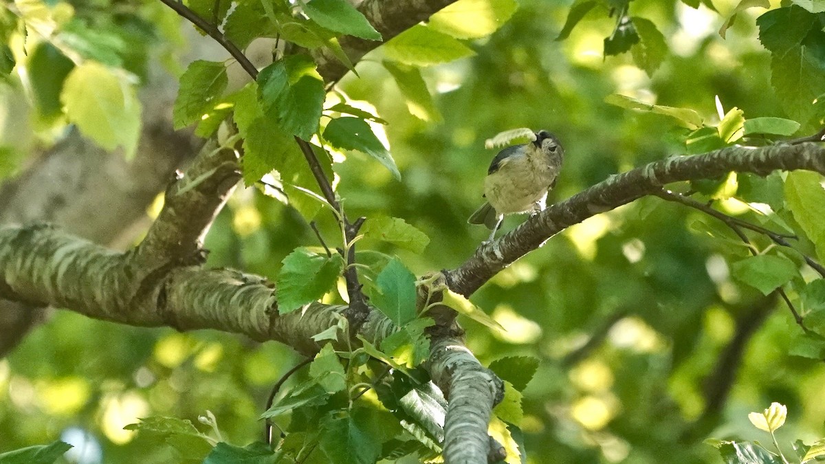 Tufted Titmouse - ML635714675