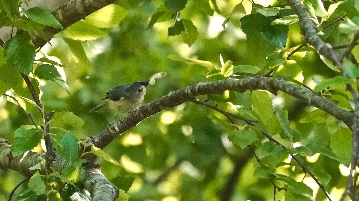 Tufted Titmouse - ML635714685