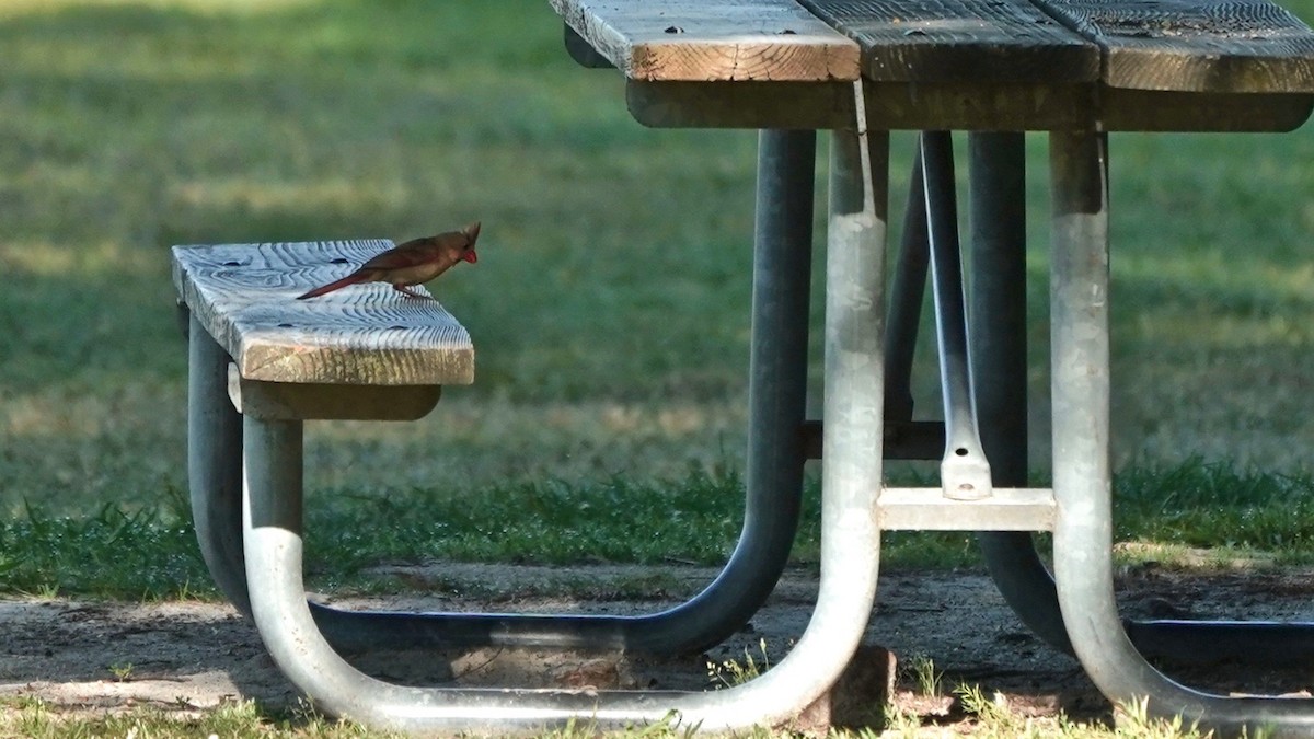 Northern Cardinal - ML635714713
