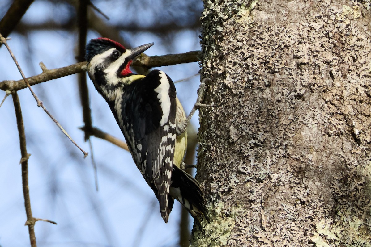 Yellow-bellied Sapsucker - ML635714723