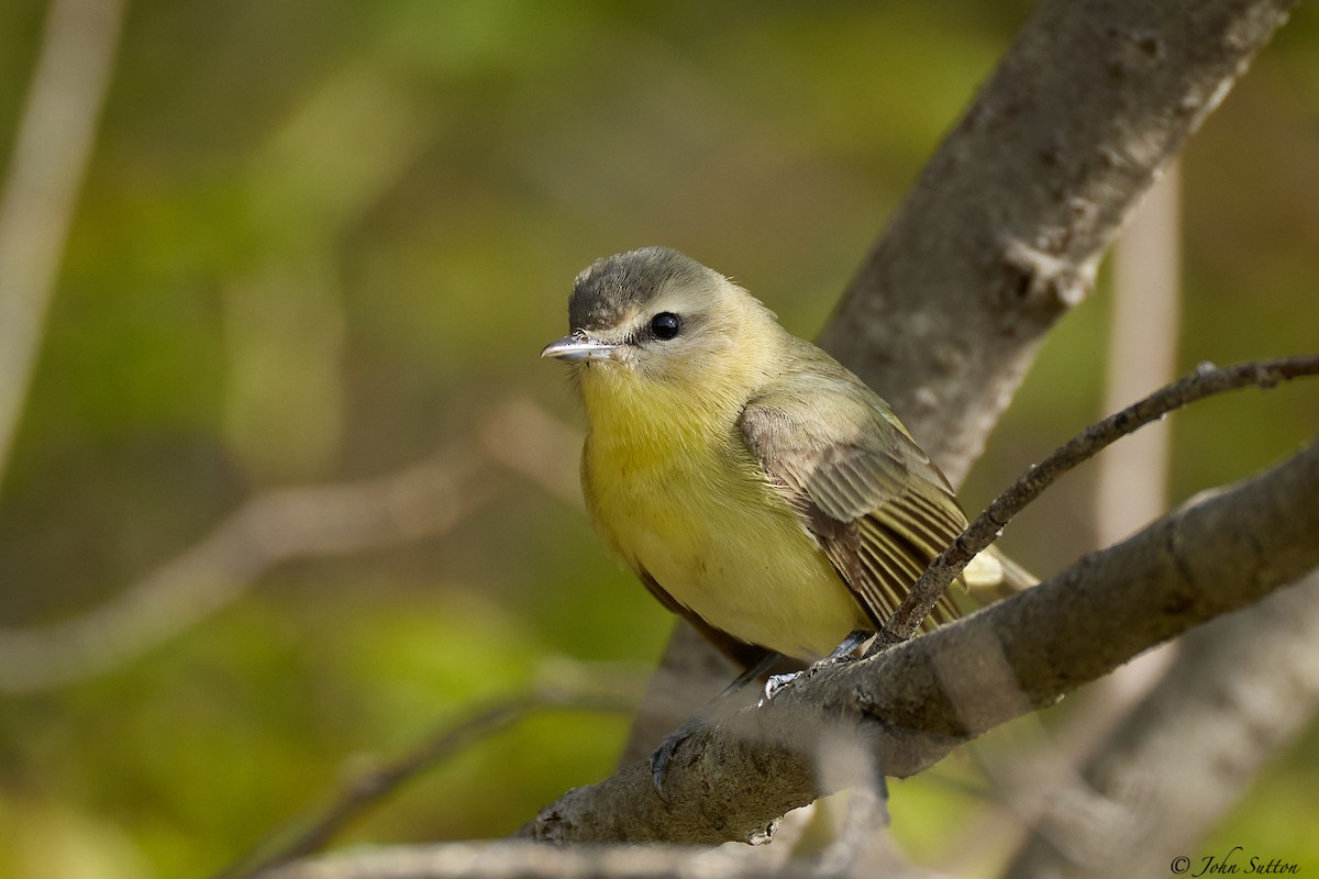 Philadelphia Vireo - ML635714734